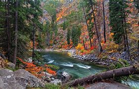 Image result for Landscapes Trees Forest with Stream