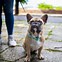 Image result for Boston Terrier Bulldog