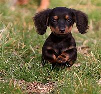 Image result for Cute Dogs Dachshund