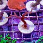Image result for coral�ferp