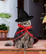 Image result for Cat Witch Hat