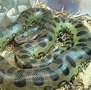 Image result for What Is the World's Largest Snake