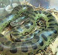 Image result for Largest Snake Found
