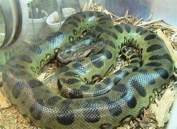Image result for World's Largest Anaconda Python