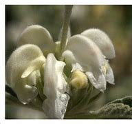 Bildergebnis für Phlomis purpurea Alba
