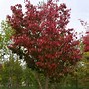 Image result for Prunus sargentii