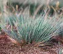 Image result for corynephorus_canescens