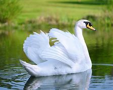 Image result for cisne