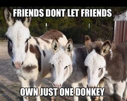 Image result for Donkey as Mustang Meme