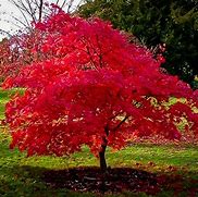 Image result for Acer Tree From Above