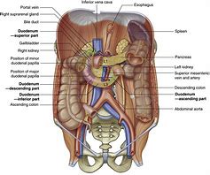 Image result for Intestines and Bowels