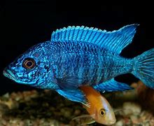 Image result for Blue Cichlids Species