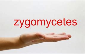 Image result for co_to_znaczy_zygomycetes