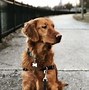 Image result for Portrait Mode Phone