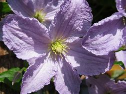 Image result for Clematis Blekitny aniol