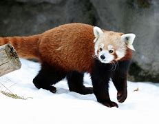 Image result for Urso Panda Albino