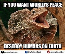 Image result for lizards meme