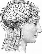 Image result for Human Brain Drawing