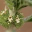 Image result for Horehound Sprouts