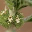 Image result for Horehound Plant