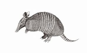 Image result for Armadillo Clip Art