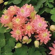 Image result for Aquilegia vulgaris Clementine Rose