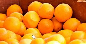 Image result for SA Navel Orange