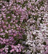 Image result for Gypsophila repens Rosea