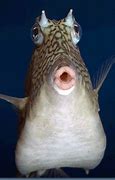 Image result for Funny Fish Pics