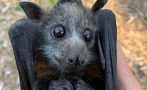 Image result for La Rossa Bay Fruit Bat Scary