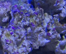 coralline 的图像结果