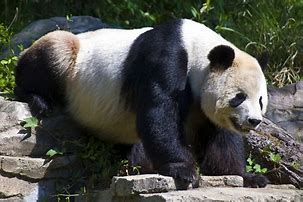 Image result for Angry Panda Bear Standing Up