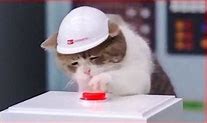 Image result for Cat Button Memes