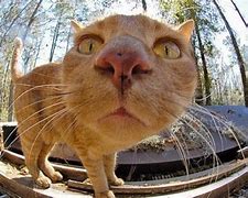 Image result for Camera Memes Animal Funny