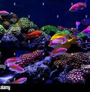 Image result for Under the Sea Fishes Beautiful