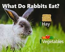 Image result for What Can Rabbits Eat