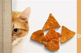 Image result for Cat Eating Doritos