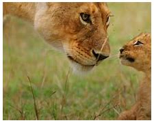 Image result for Kenya Safari for Kids