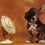 Image result for Coll Dog Pic