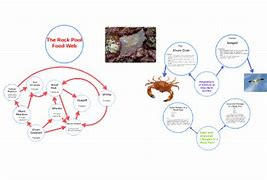Image result for Rock Pool Food Chain