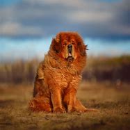 Image result for Top Ten Rare Dog Breeds