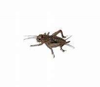 Image result for What Bugs Can Live with Crickets