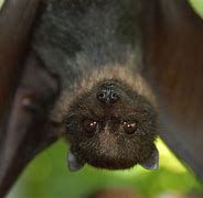 Image result for Holding Bat Animal