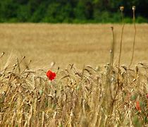 Image result for Wheat with Poppies