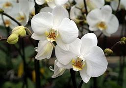 Image result for White Orchid Wallpaper