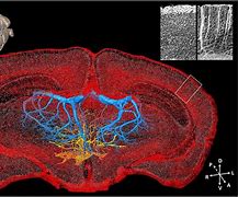 Image result for 3D Brain Neuron