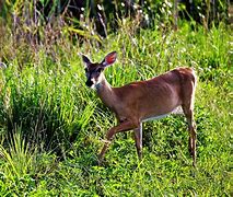 Image result for Everglades Deer