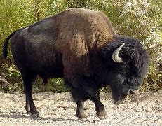 Image result for bisonte