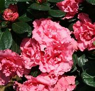 Image result for Rhododendron (AJ) Starstyle Pink