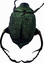 Image result for Greenhouse Bugs Transparent